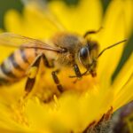 Amazon presenta Bee Frontier y Bee Eclipse, dos accesorios con IA para organizar conversaciones y tareas