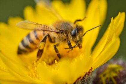 Amazon presenta Bee Frontier y Bee Eclipse, dos accesorios con IA para organizar conversaciones y tareas