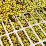 Las organizaciones agrarias piden a Agricultura actuar ante el desplome del precio del aceite en origen