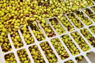 Las organizaciones agrarias piden a Agricultura actuar ante el desplome del precio del aceite en origen