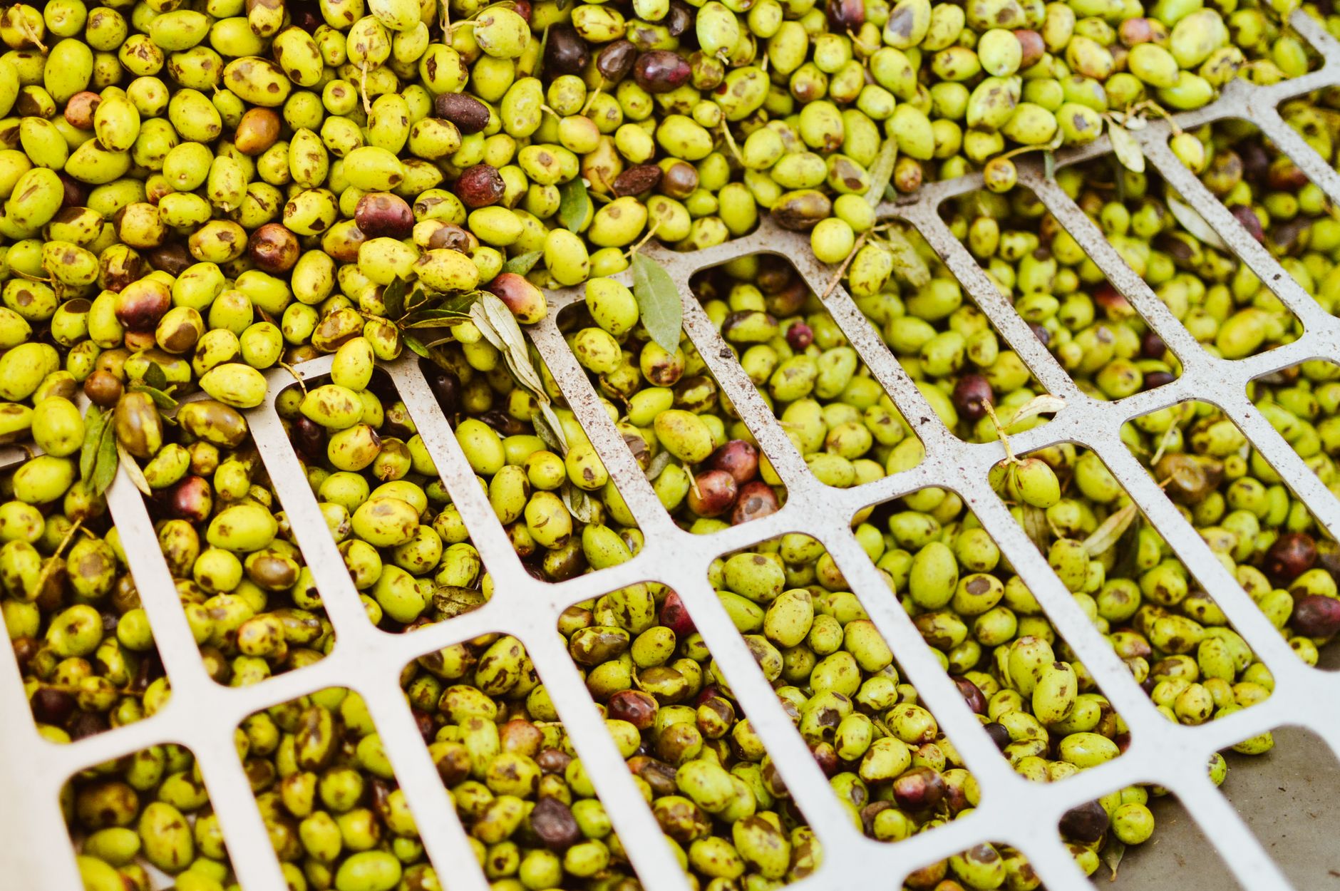 Las organizaciones agrarias piden a Agricultura actuar ante el desplome del precio del aceite en origen